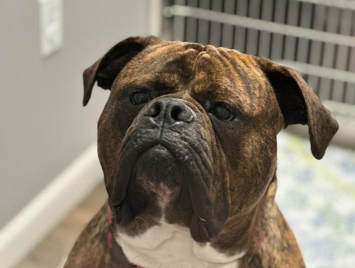 Lincoln Pet Behaviorist