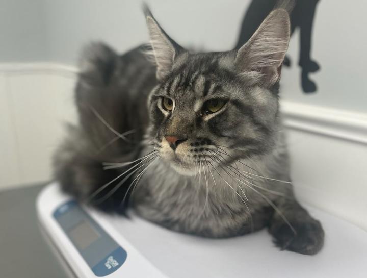 Xrays for Cats & Dogs