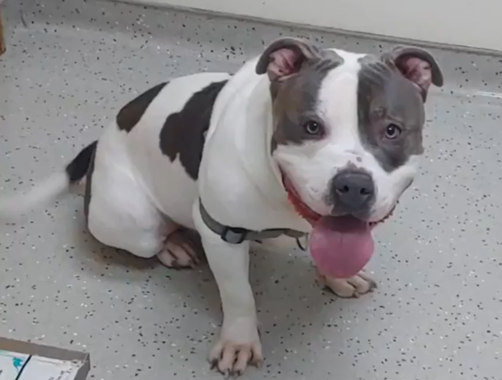 Pet Skin Allergies: scabs