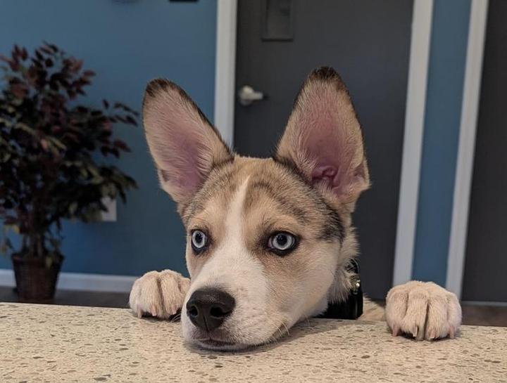 Preventive Care for Dogs