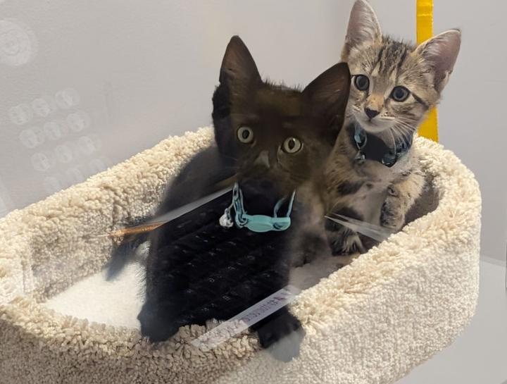 Preventive Care for Cats