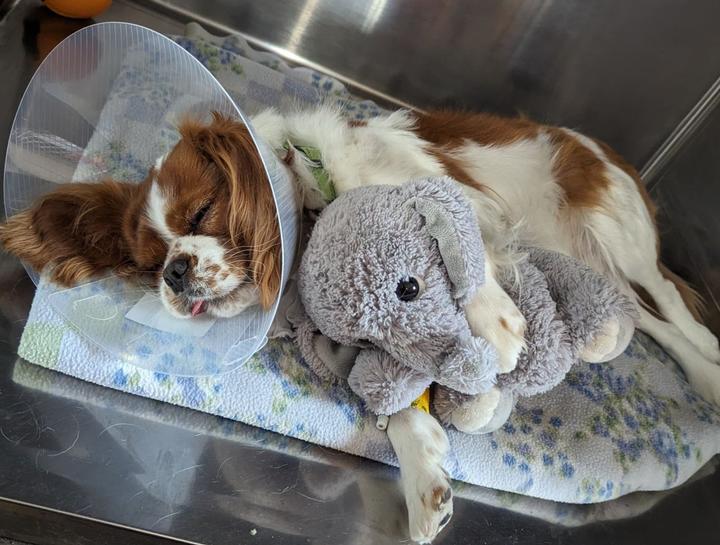 Spay & Neuter Procedures