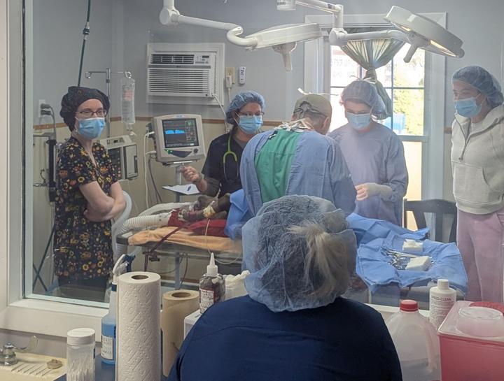 Lincoln Veterinary Surgeries