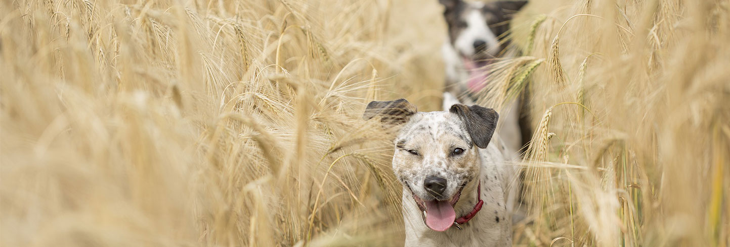 Veterinarians in Lincoln RI