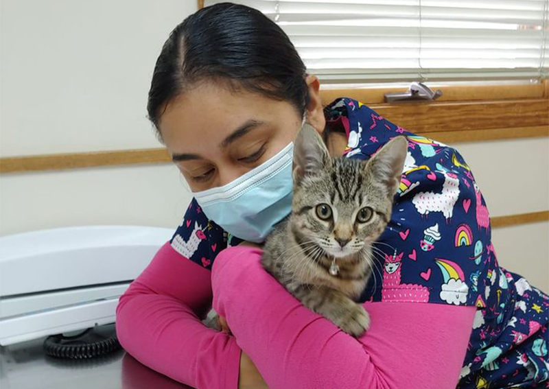 Cat Veterinary Care, Lincoln